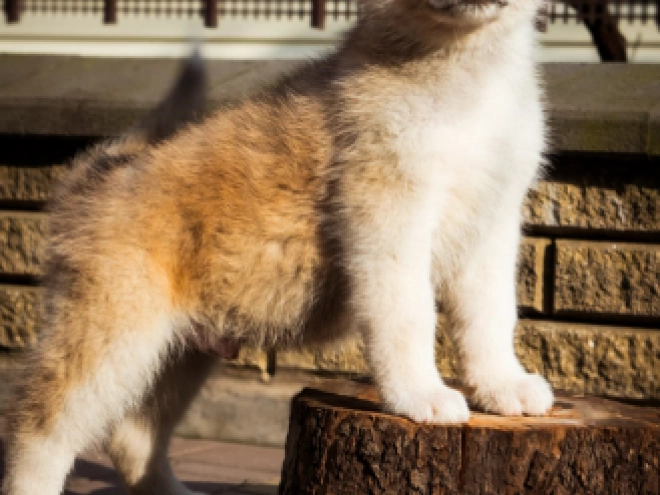 Akita Inu puppy for sale
