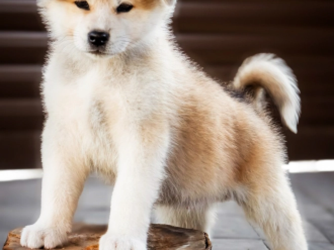 Akita Inu puppy for sale