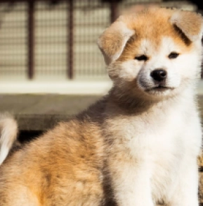 Akita Inu puppy for sale