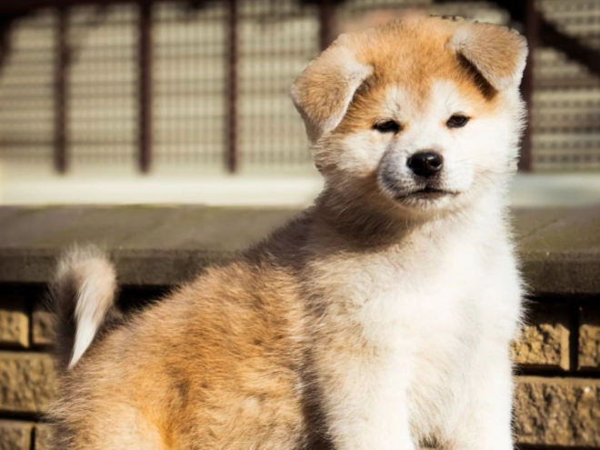 Akita Inu puppy for sale