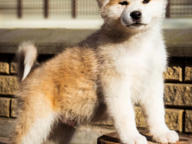 Akita Inu puppy for sale