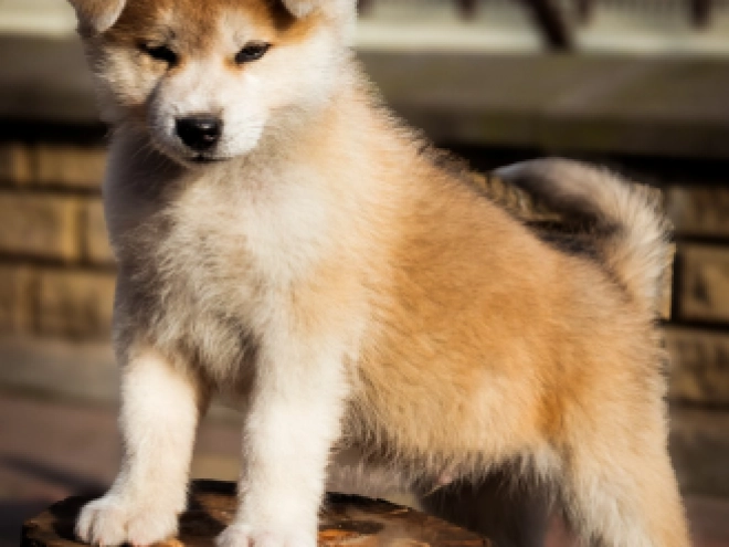 Akita Inu puppy for sale