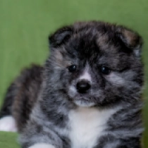 Perros Akita Inu en venta