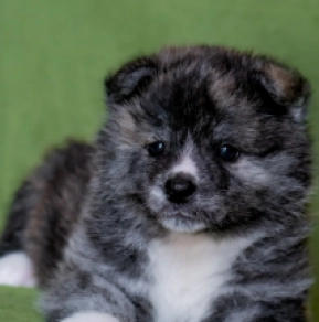 Akita Inu puppy for sale