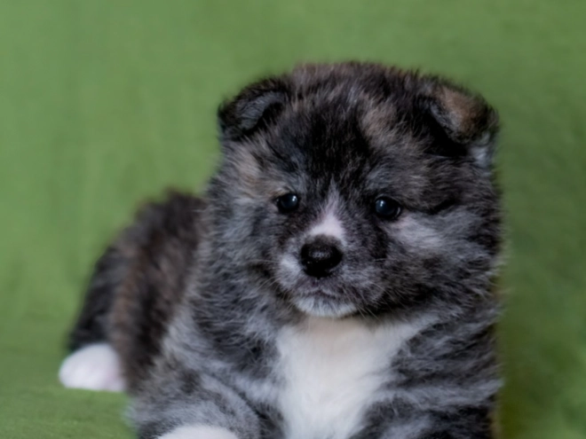 Akita Inu puppy for sale