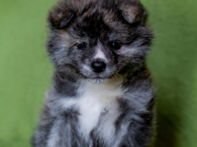 Akita Inu puppy for sale