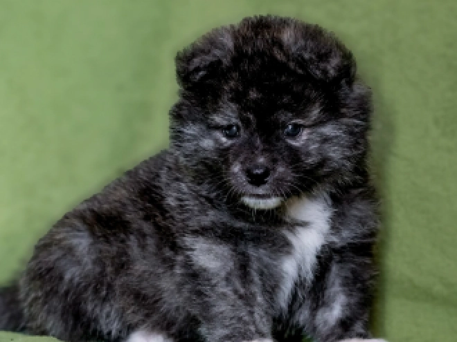 Akita Inu puppy for sale