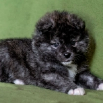 Perros Akita Inu en venta