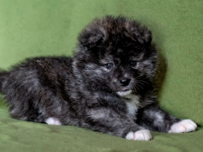 Akita Inu puppy for sale