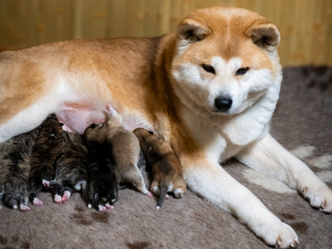 Akita Inu puppy for sale
