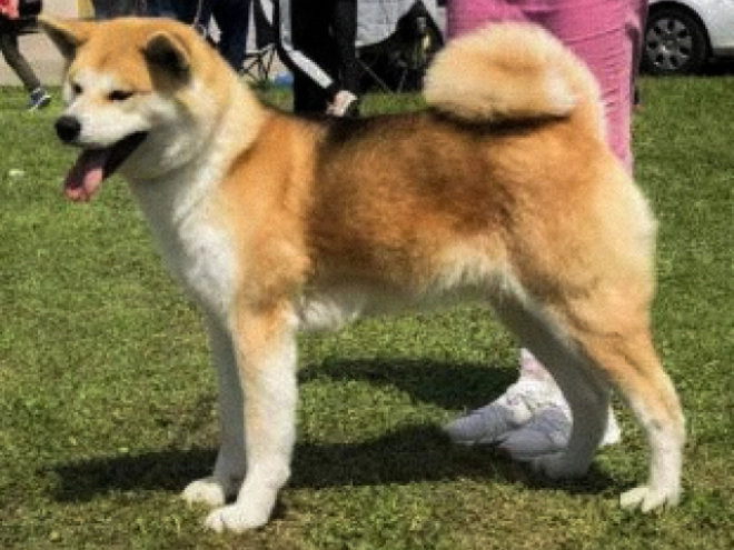 Akita Inu puppy for sale