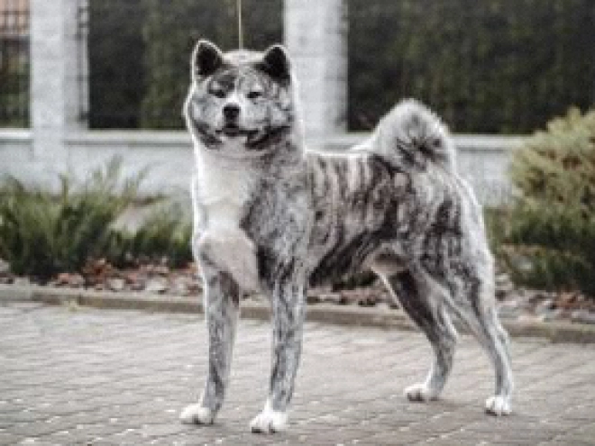 Akita Inu puppy for sale