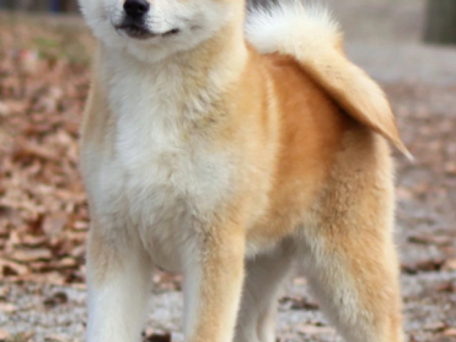 Perros Akita Inu en venta
