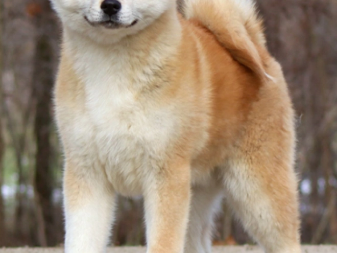 Perros Akita Inu en venta