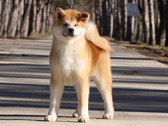 Perros Akita Inu en venta