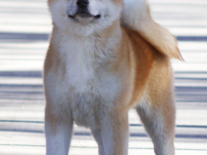 Perros Akita Inu en venta