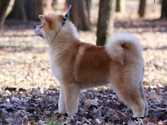 Perros Akita Inu en venta