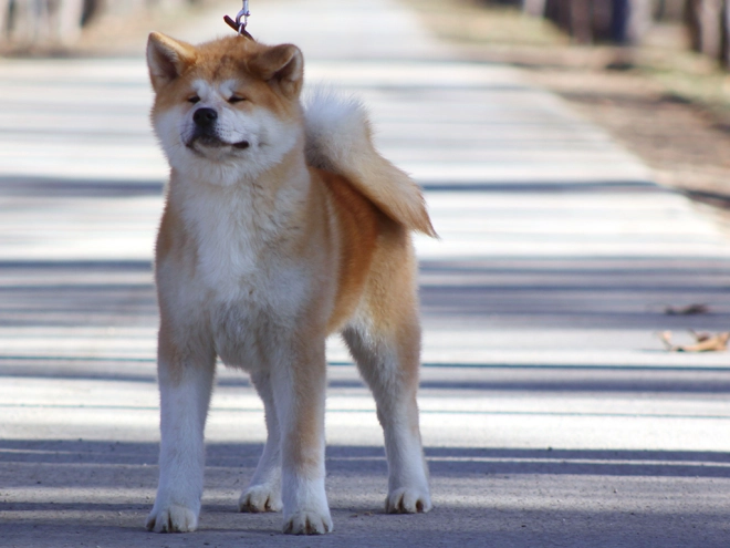 Perros Akita Inu en venta