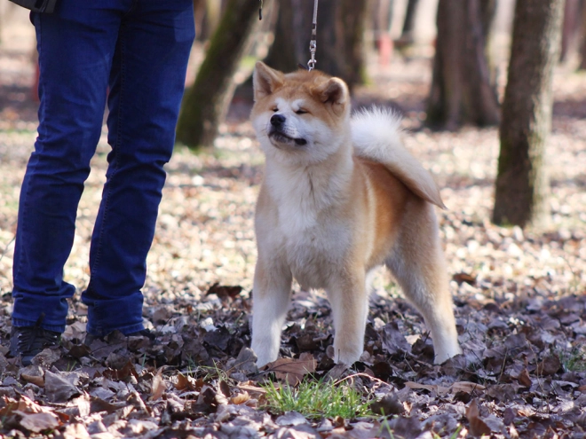 Perros Akita Inu en venta
