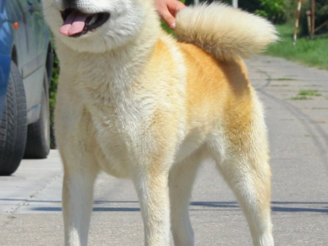 Perros Akita Inu en venta