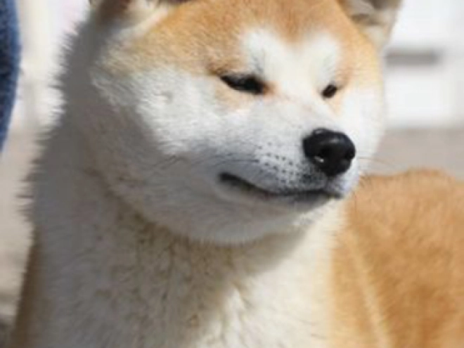 Perros Akita Inu en venta