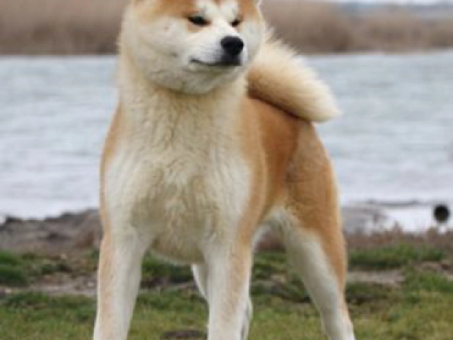 Perros Akita Inu en venta