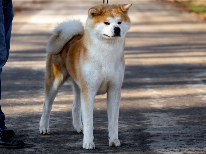 Perros Akita Inu en venta