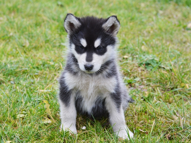 Alaskan Malamute puppy for sale