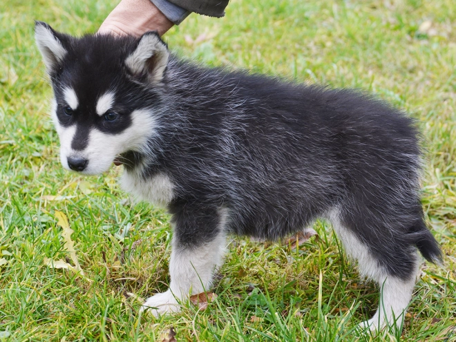 Alaskan Malamute puppy for sale