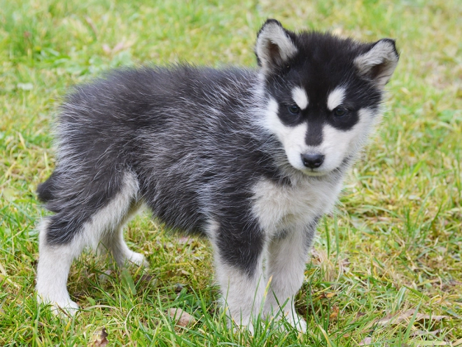 Alaskan Malamute puppy for sale