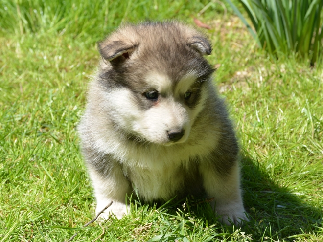 Alaskan Malamute puppy for sale