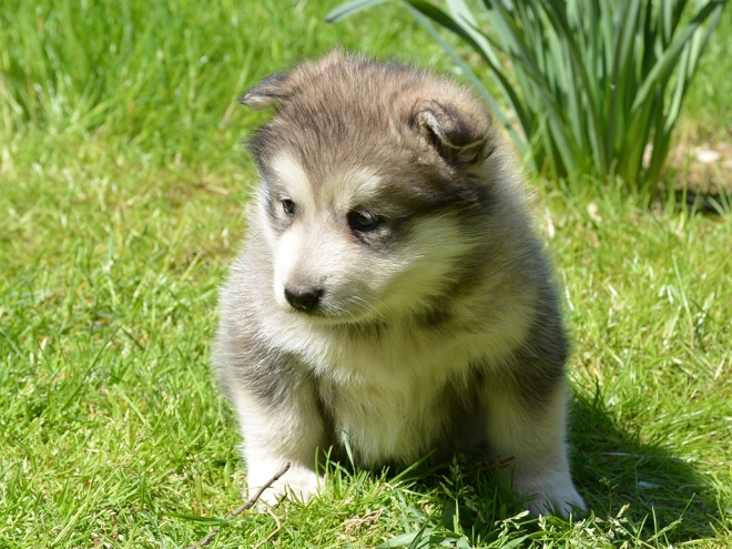 Alaskan Malamute puppy for sale