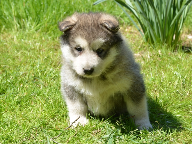 Alaskan Malamute puppy for sale