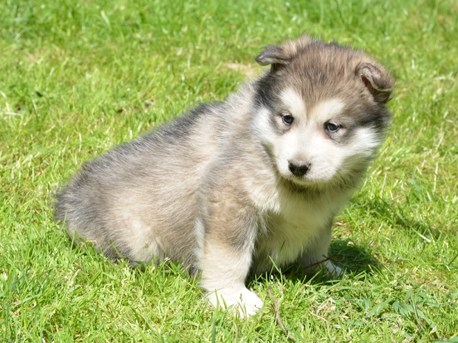 Alaskan Malamute puppy for sale