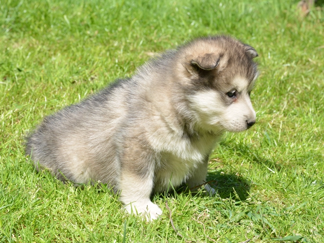Alaskan Malamute puppy for sale