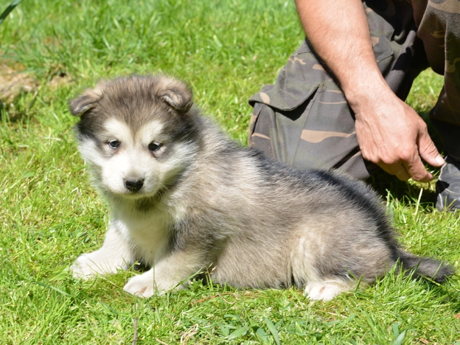 Alaskan Malamute puppy for sale