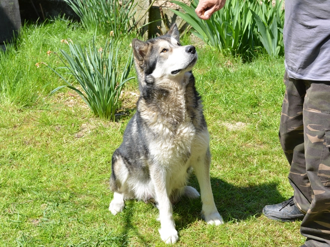 Alaskan Malamute puppy for sale