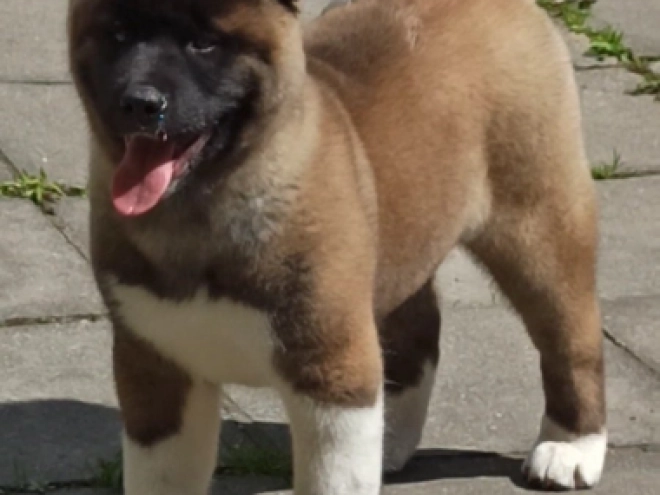 Amerikanischer Akita Welpe kaufen