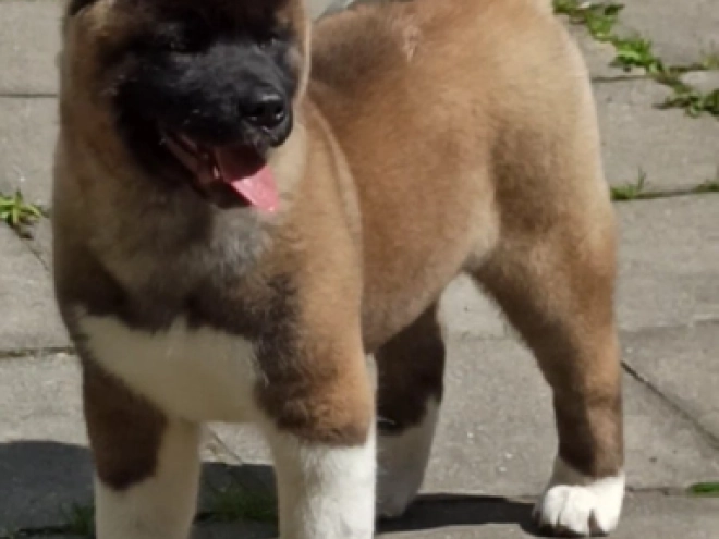 Amerikanischer Akita Welpe kaufen
