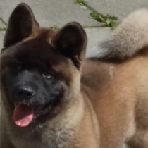 Genevra, red Akita Americano en venta