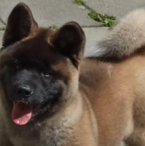 Amerikanischer Akita Welpe kaufen
