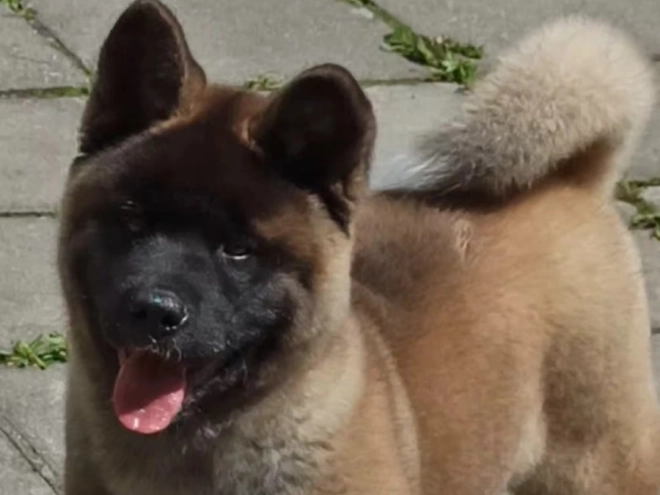 Amerikanischer Akita Welpe kaufen