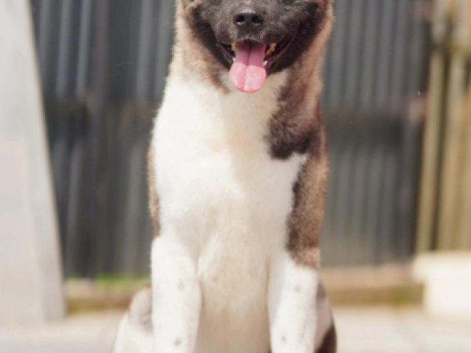 Amerikanischer Akita Welpe kaufen