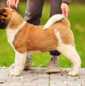 Nataly American Akita Puppy for sale EuroPuppy