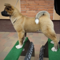 Perros Akita Americano en venta