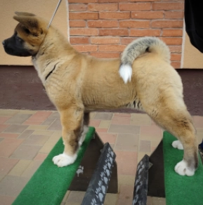Perros Akita Americano en venta