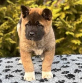 Perros Akita Americano en venta
