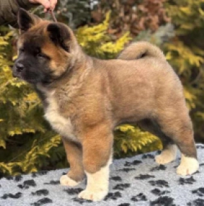 Perros Akita Americano en venta