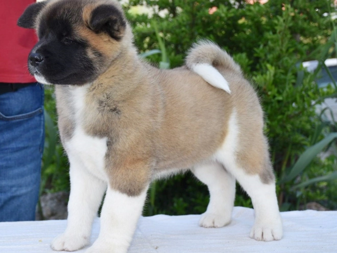 Perros Akita Americano en venta