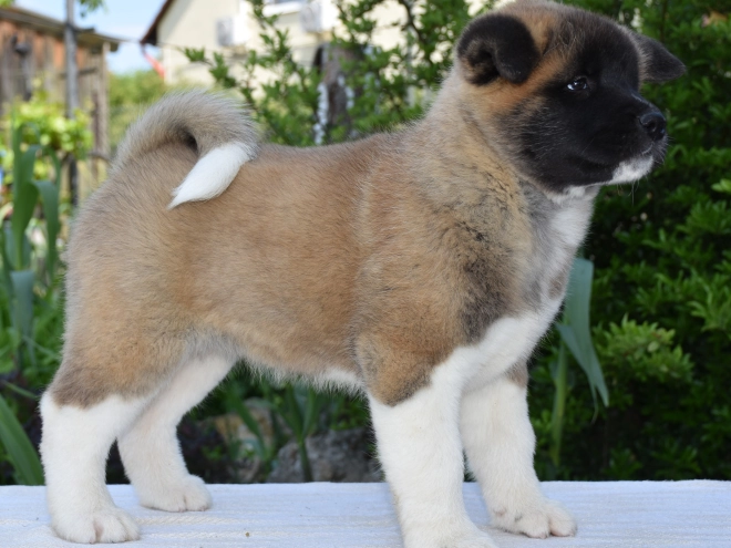 Perros Akita Americano en venta